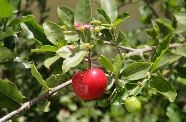 Acerola