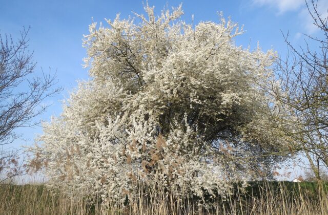 Ałycza