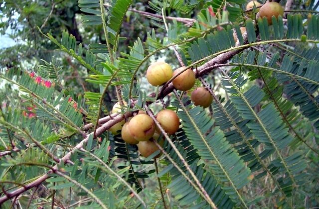 Amla