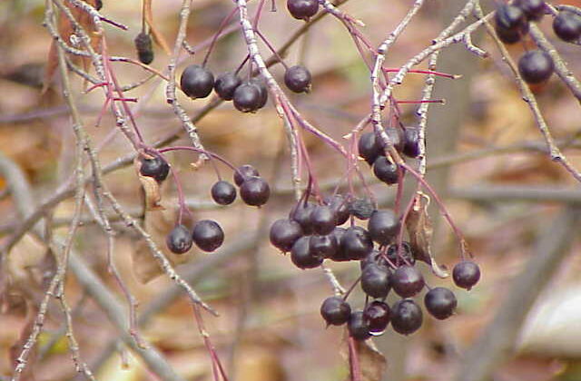 Aronia