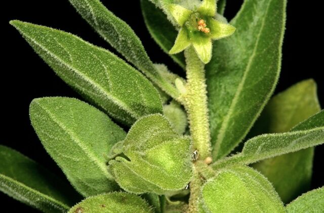 Ashwagandha