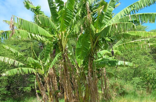 Banan