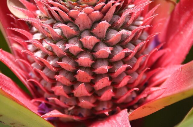 Bromelaina