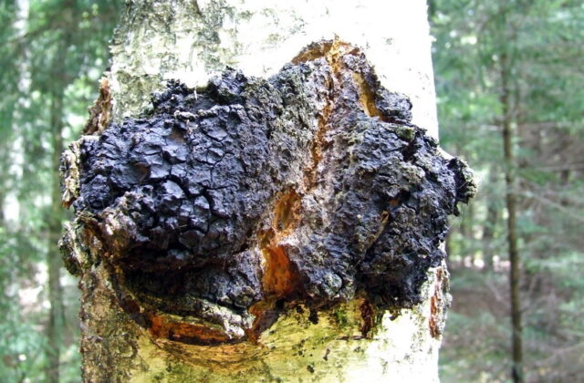Chaga
