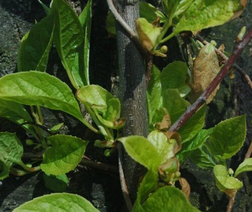 Cytryniec chiński