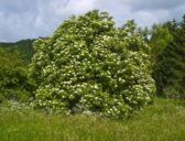 Czarny bez