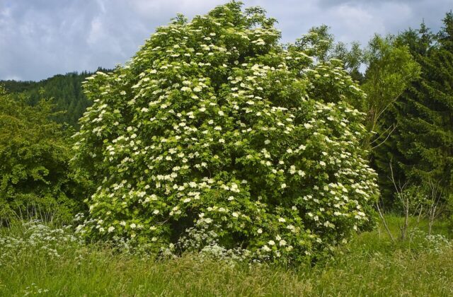 Czarny bez