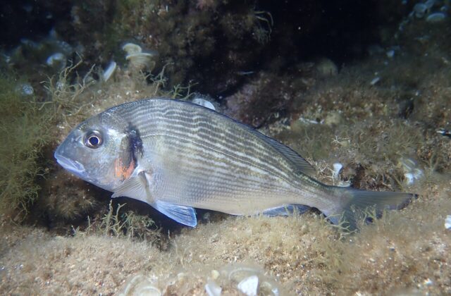 Dorada