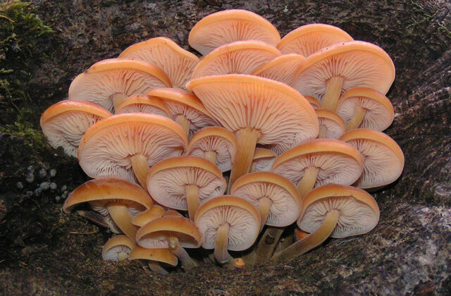 Enoki