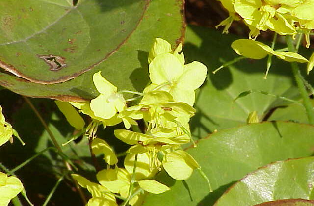 Epimedium