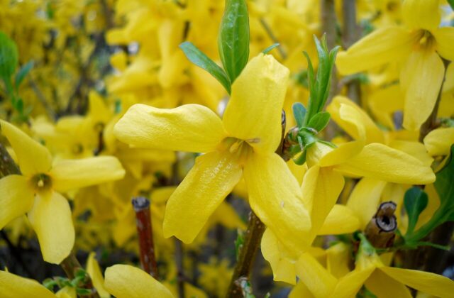 Forsycja
