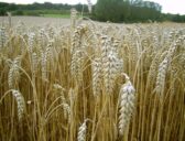 Gluten