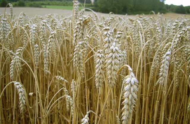 Gluten