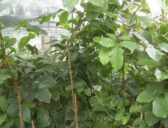 Guarana