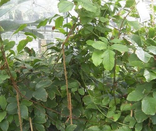 Guarana