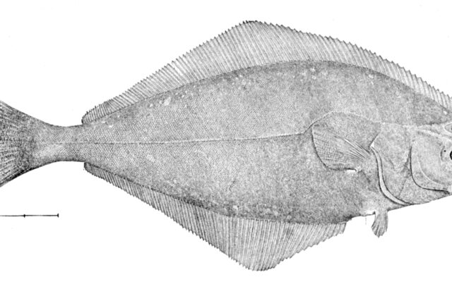 Halibut
