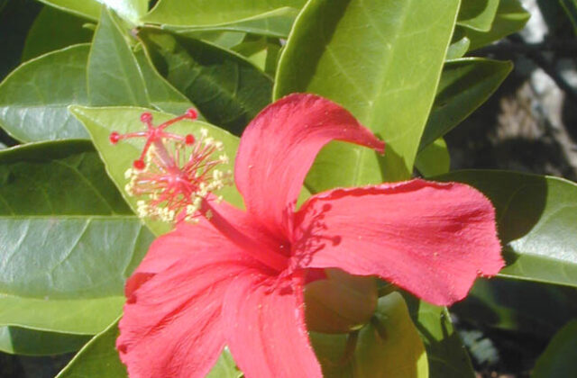Hibiskus