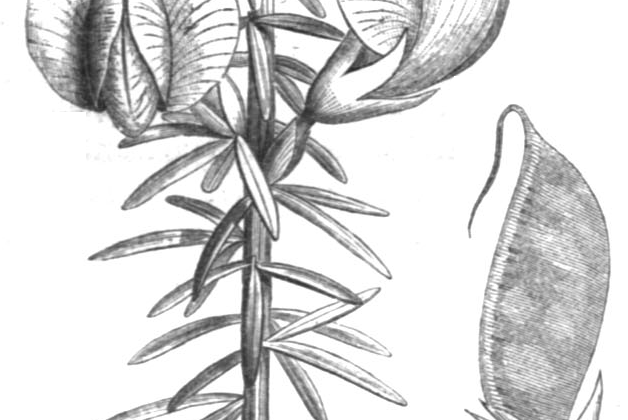 Honeybush