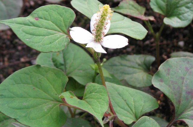 Houttuynia