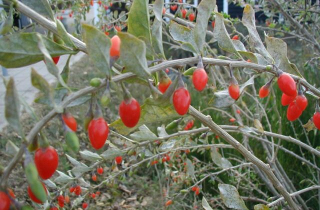 Jagody goji
