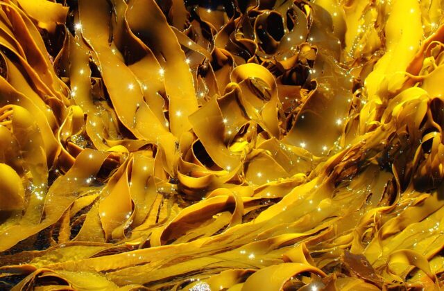 Kelp