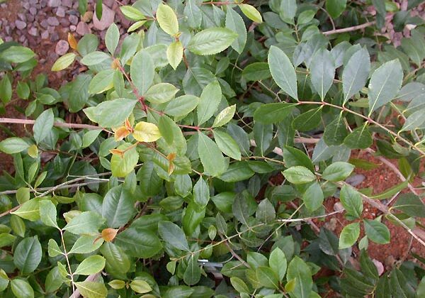 Khat