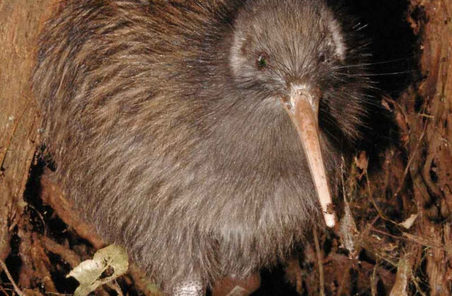 Kiwi