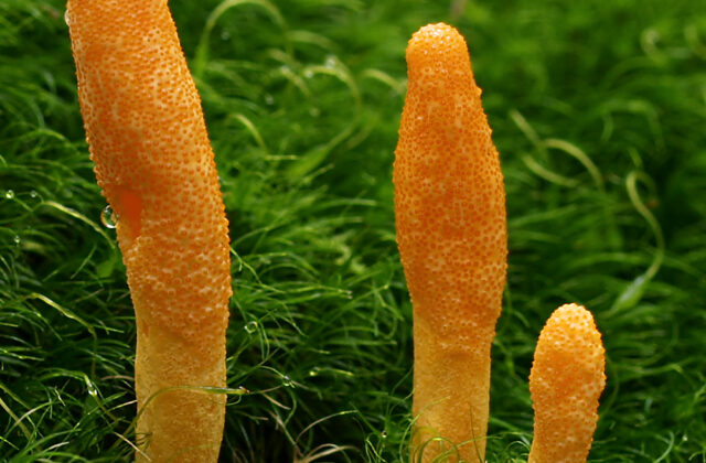 Kordyceps