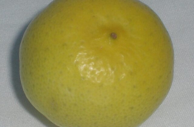 Limonka