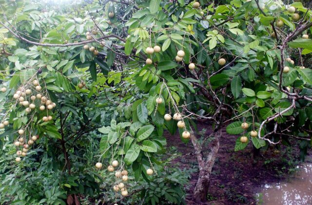 Longan