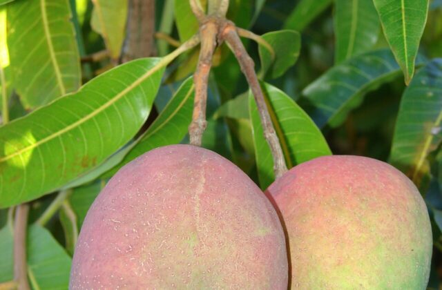 Mango