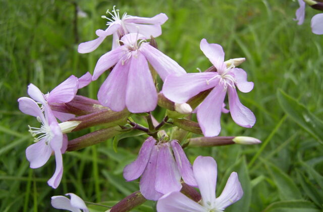 Mydlnica lekarska