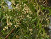Neem