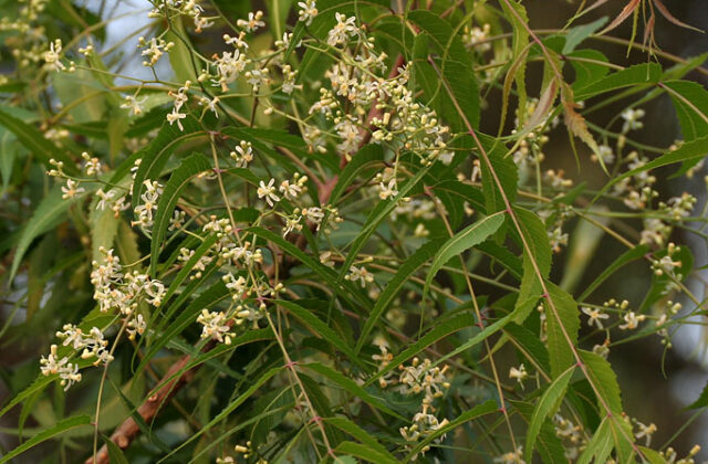 Neem