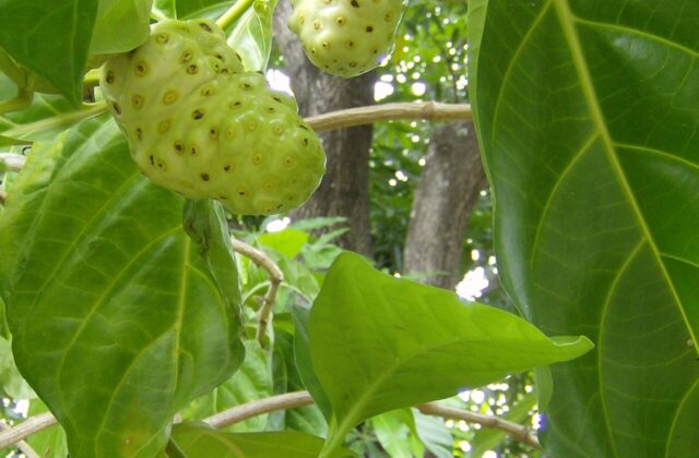 Noni