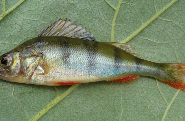 Okoń