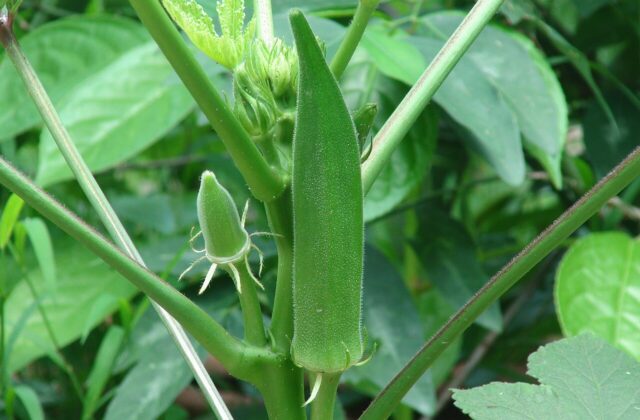 Okra