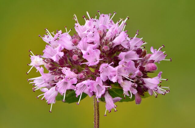 Olejek z oregano