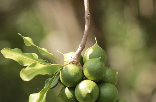 Orzechy makadamia