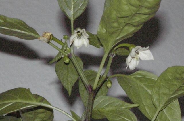Papryka