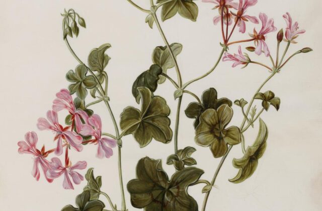 Pelargonia
