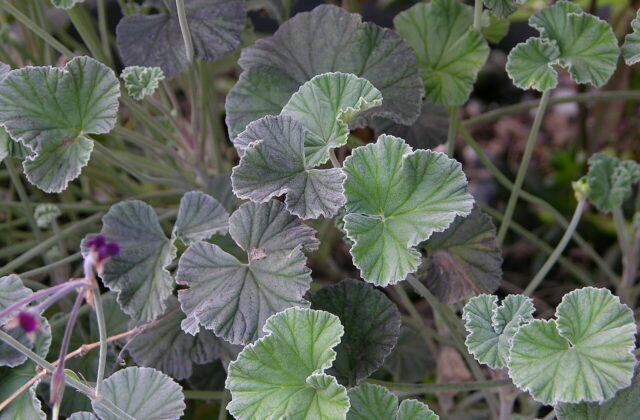 Pelargonia afrykańska