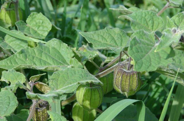 Physalis