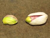 Pistacje