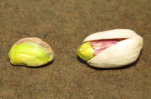 Pistacje