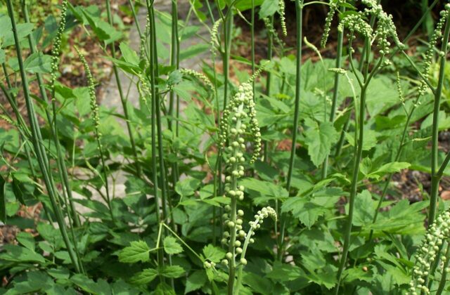 Pluskwica groniasta