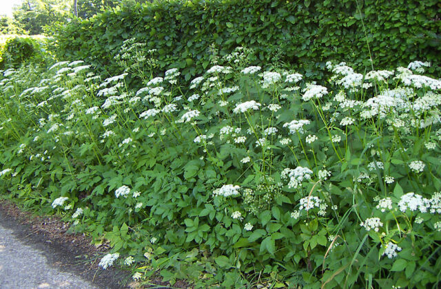 Podagrycznik