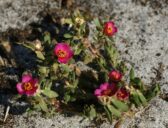 Portulaka