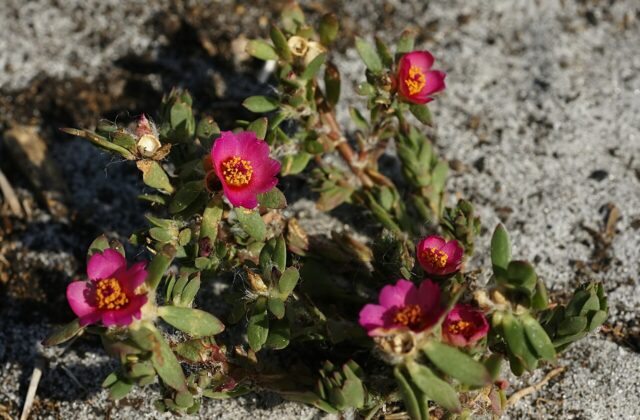 Portulaka