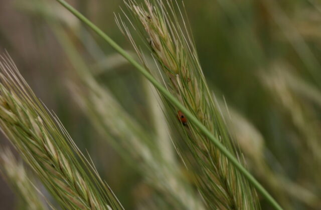 Pszenica durum
